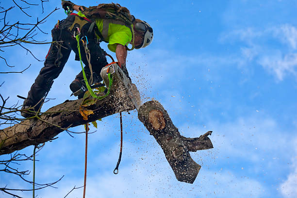 Best Tree Disease Treatment  in New Haven, MO